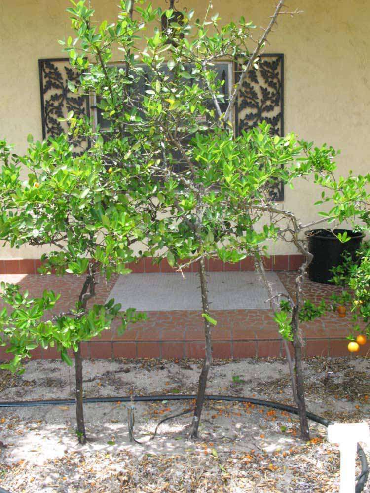            Habit (Winter Haven, FL)   